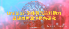 IF=12.5宇玫博荧光标记染料助力客户肾缺血再灌注损伤研究
